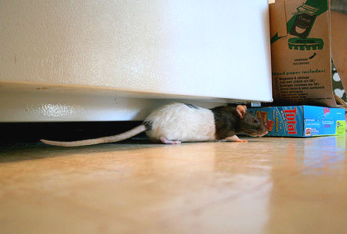 Rat in the Kitchen What to Do